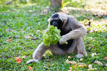 White handed Gibbon or Lar Gibbon 