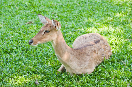 deer reclining on grass の写真素材