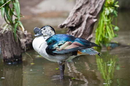 Beautiful Duck の写真素材