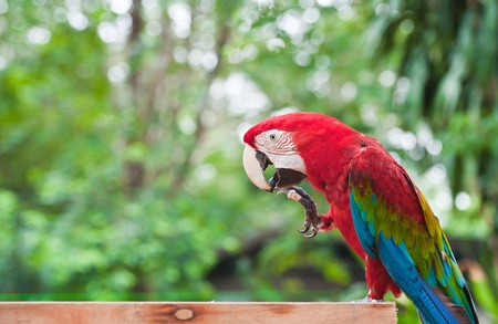 Red macaw の写真素材