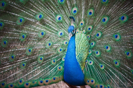 Beautiful spread of a peacock の写真素材