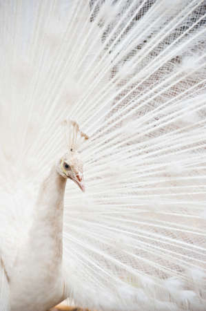 Beautiful spread of a white peacock の写真素材