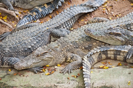 A group of crocodiles 