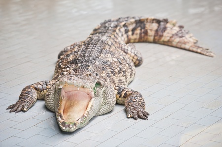 Dangerous crocodile の写真素材