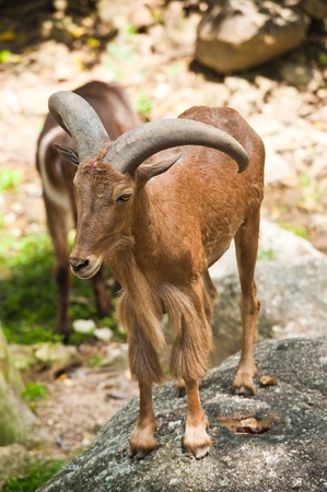 brown mountain goat の写真素材