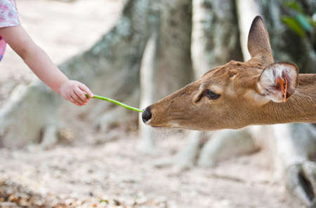 Little girl feeding the animals in the Zoo の写真素材