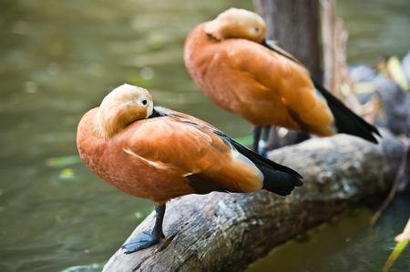 Two brown ducks の写真素材