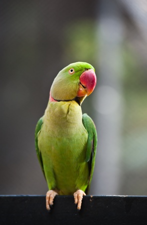 green parrot bird の写真素材