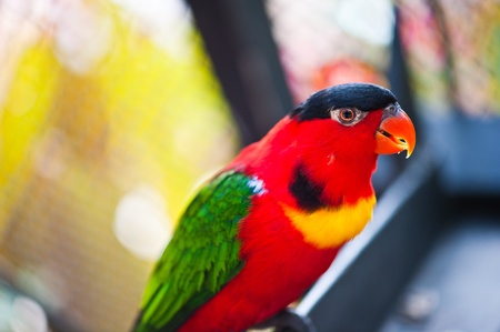 colorful red parrot の写真素材
