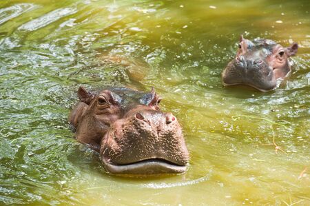 Two Hippopotamuses in water の写真素材