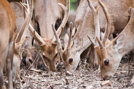 A group of deer の写真素材