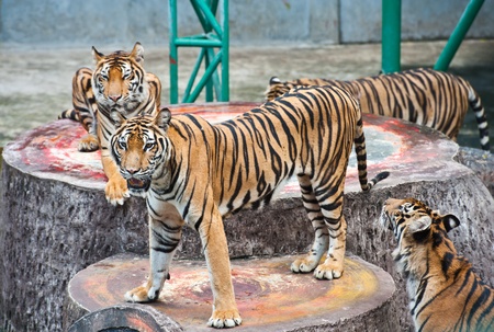 A group of tigers 