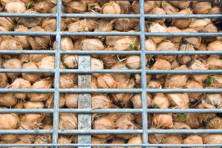 coconuts on truck の写真素材