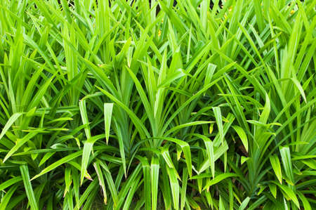 pandan leaf 