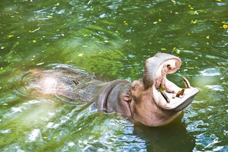  hippopotamuses showing huge jaw and teeth の写真素材