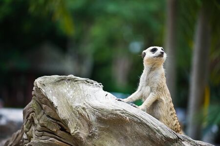  Meerkat on wood の写真素材
