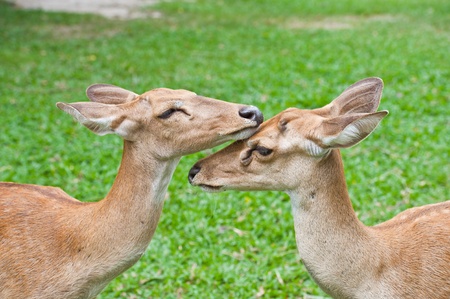 Two Beautiful deers の写真素材