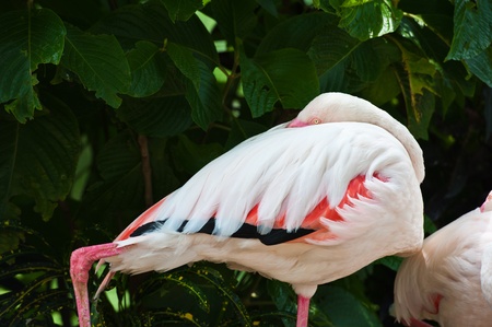 Flamingo sleeping の写真素材