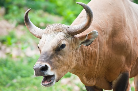 Banteng or Red Bull 
