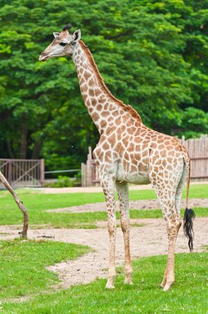 Giraffeの写真素材