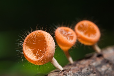 Mushroom Champagne の写真素材