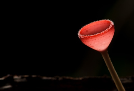 Champagne Mushroom on black background の写真素材