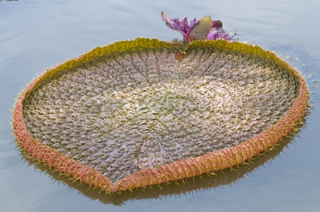 Giant leaf of water lily look like heart の写真素材