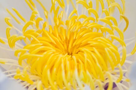 closeup water lilyの写真素材