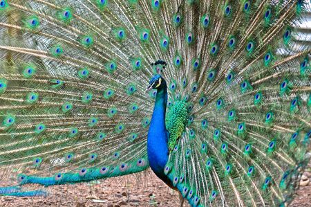Beautiful spread of a peacock の写真素材