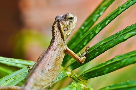 Lizardの写真素材