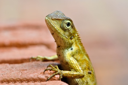 Lizard