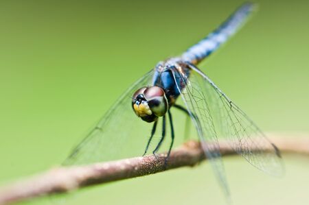 Dragonflyの写真素材