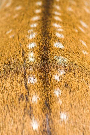 Animal fur, the background texture deer の写真素材