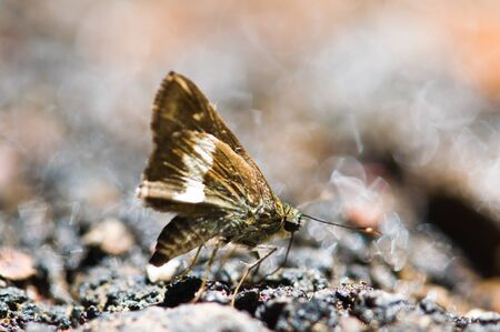 butterflyの写真素材