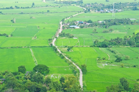 paddy field ,bird eye view of countryside,