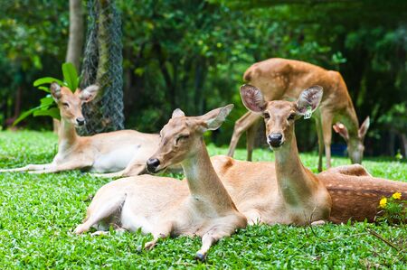  deers reclining on grass の写真素材