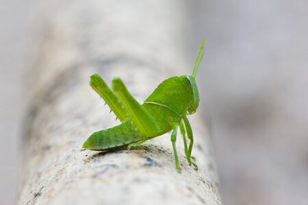 Green grasshopper の写真素材