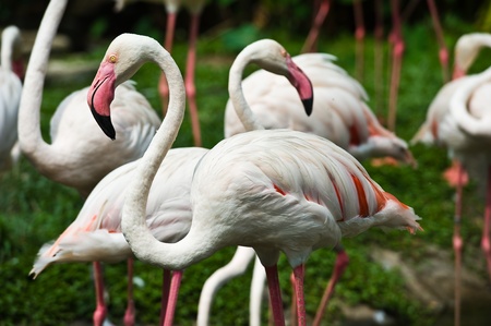 flamingosの写真素材