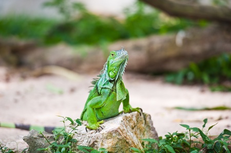  green iguana の写真素材