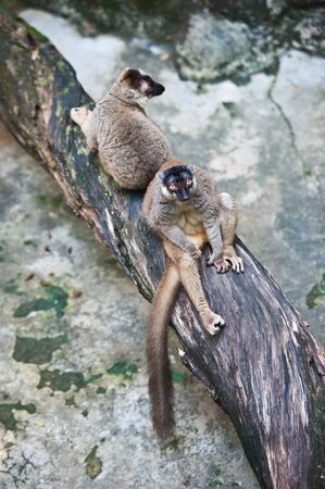 Two Brown Lemursの写真素材