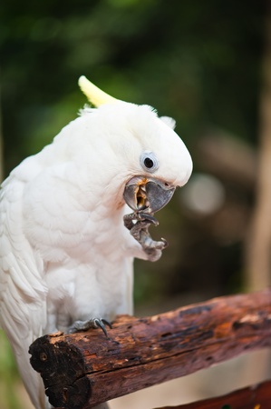 Yellow-crested Cockatoo (Cacatua sulphurea) の写真素材