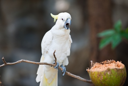 Yellow-crested Cockatoo (Cacatua sulphurea) 