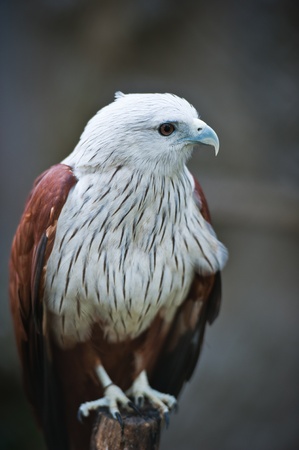 Brahminy Kite (Red-backed Sea Eagle) の写真素材