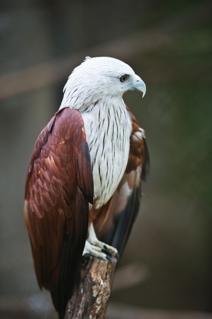 Brahminy Kite (Red-backed Sea Eagle) の写真素材