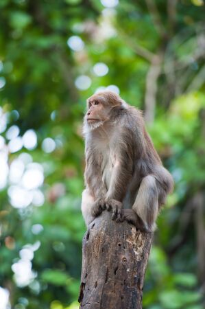 Assamese macaque (Macaca assamensis)