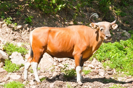 Banteng or Red Bullの写真素材