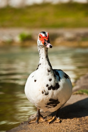 Duck Walking Duck Walking