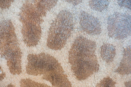 Background of giraffe skinの写真素材