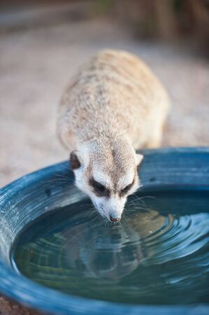 Meerkat Drinking Waterの写真素材