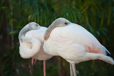 Two Flamingos の写真素材